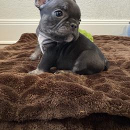 Wednesday - Black and tan female French Bulldog puppy in New Braunfels, Texas from Grand Star Bulldogs
