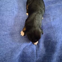Socks - Black tri female Miniature American Shepherd puppy in Marshfield, Missouri from Tntowne Miniature American Shepherds
