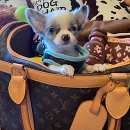 Marty - Merle male Chihuahua puppy in Amity, Pennsylvania from Baxters Chihuahuas