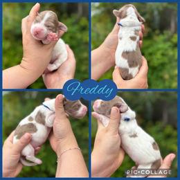 Freddy - Chocolate and cream male Dachshund puppy in Wichita Falls, Texas from Long Dogs in The Falls