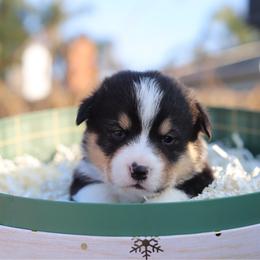 Beans - Black and tan male Pembroke Welsh Corgi puppy in Butte Meadows, California from Julia's Pembroke Welsh Corgis