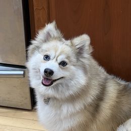 Lex - Pomsky