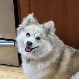 Lex - Pomsky