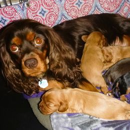 Cavachon, Cavalier King Charles Spaniel, and Cocker Spaniel Puppies from Walnut Grove Cavaliers