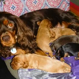 Cavachon, Cavalier King Charles Spaniel, and Cocker Spaniel Puppies from Walnut Grove Cavaliers