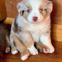 Miniature Australian Shepherd Puppies from Kizmit Farmz