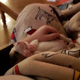 Beagle Puppies from Wilderness Beagles