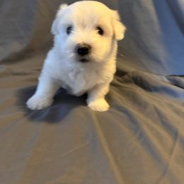 Apollo - White male Coton de Tulear puppy in Timber, Oregon from Sterling’s Sweet Cotons