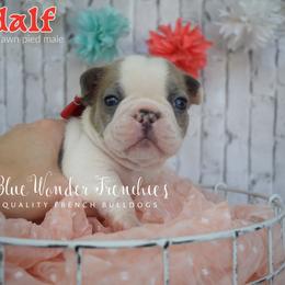 Gandalf - Blue fawn male French Bulldog puppy in Loxahatchee, Florida from Blue Wonder Frenchies
