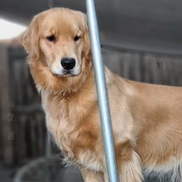 Sequoia - Golden Retriever