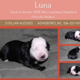 Luna - Black tri female Miniature Australian Shepherd puppy in Asheboro, North Carolina from Stellar Aussies