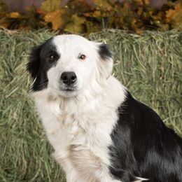 Border Collies from Go West Border Collies