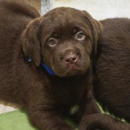 Labrador Retriever Puppies from Kingridge Kennels
