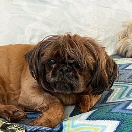 Rayna - Red female Shih Tzu puppy in Clifton Springs, New York from Whispering Winds Charmed Hollow