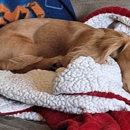 Dachshunds from Heather's Dachshunds