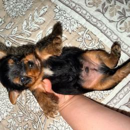 Boy one - Blue and gold male Yorkshire Terrier puppy in Gilbert, Arizona from Yorkie Your Soulmate Puppy