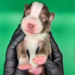 Jasmine3Boy5- RTM,NBT, blue eyes likely, CHIC-OFA-DNA-AKC Titled Parents - Red tri-color male Australian Shepherd puppy in South Hill, Virginia from Silverside Aussies LLC