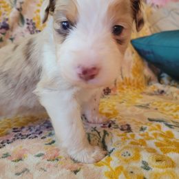 Miniature Australian Shepherd Puppies from RNL Family Raised Pups