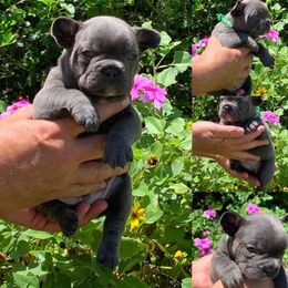 French Bulldog Puppies from Calypso Canine Company
