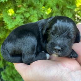 Dutch Blitz - Black male Goldendoodle puppy in Lancaster, Pennsylvania from Doodles in the Skye