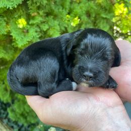 Dutch Blitz - Black male Goldendoodle puppy in Lancaster, Pennsylvania from Doodles in the Skye