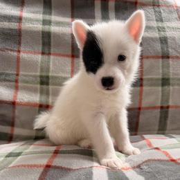 Maverick - male Nenets Herding Laika puppy in Rockville, Maryland from Skais the Limit