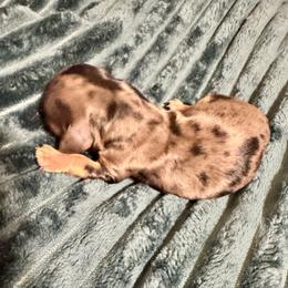 Hermione - Dapple female Dachshund puppy in San Antonio, Texas from Chocolate Pet Connection
