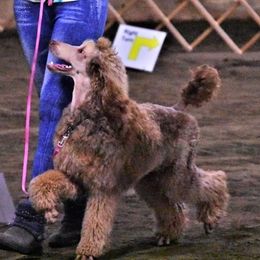 Ginger - Poodle