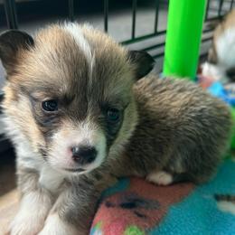 Neil Armstrong - Sable and white male American Corgi puppy in Cocoa, Florida from Cascadian Space Coast Corgis LLC