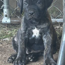 Boerboel Puppies from Josef Okunas