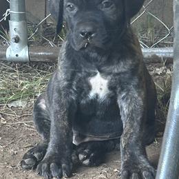 Boerboel Puppies from Josef Okunas