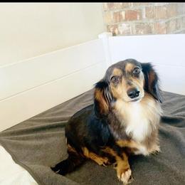 Lilly Belle - Dachshund