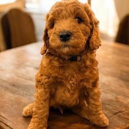 Finnick - Red  male Goldendoodle puppy in Macclenny, Florida from Baker County Goldendoodles