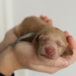 Blue - Apricot male Australian Labradoodle puppy in Williamstown, New York from Lewis Manor Labradoodles