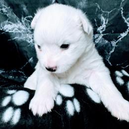 Cheyenne - White female American Eskimo Dog puppy in Live Oak, Florida from Pecan Ridge Puppies