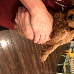 Goldendoodle Puppies from JD GoldenDoodles