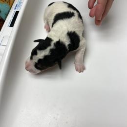 Murray - White black and tan male Wire Fox Terrier puppy in Antioch, Illinois from Cavcor Foxies