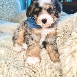 Blue - Blue merle male Bernedoodle puppy in Curtice, Ohio from The Pink Doghouse