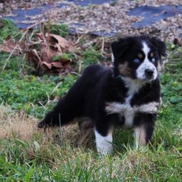 Australian Shepherd and Toy Australian Shepherd Puppies from Little Creek Ranch