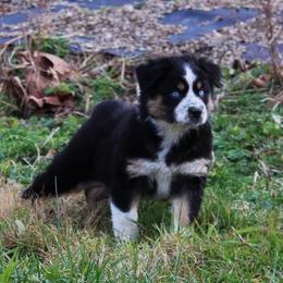 Australian Shepherd and Toy Australian Shepherd Puppies from Little Creek Ranch