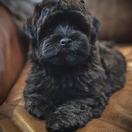 Havanese Puppies from 3 Bs Havanese