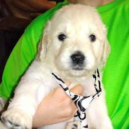Goldendoodle Puppies from SUPERDog Doodles