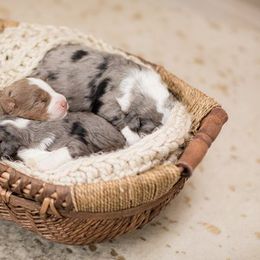 Aussiedoodle Puppies from Stokeshire Designer Doodles