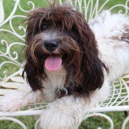 Havanese from Canyon Hills Havanese
