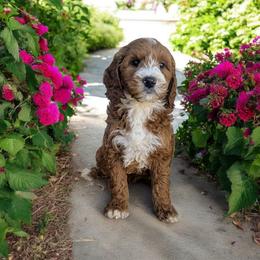Goldendoodle Puppies from Michigan Doodles