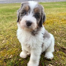 Mr. Haunted House - Merle male Bernedoodle puppy in Hegins, Pennsylvania from Bubbling Springs Doodles, LLC