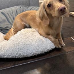 June - Cream female Dachshund puppy in Cherry Valley, California from Sugar and Spice Dachshunds