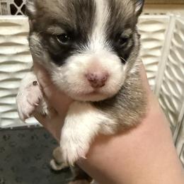 Nalas boy - Sable male Pembroke Welsh Corgi puppy in White Sulfur Springs, Montana from Montana Shorties
