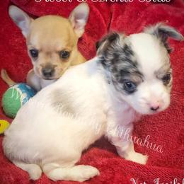 Chihuahua and Chinese Crested Puppies from Western Kentucky Chihuhua and Chinese Crested