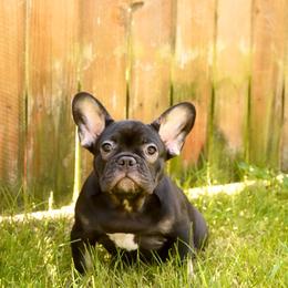 Sirloin - Black and tan male French Bulldog puppy in Washington from Pawcific Coast Bullies
